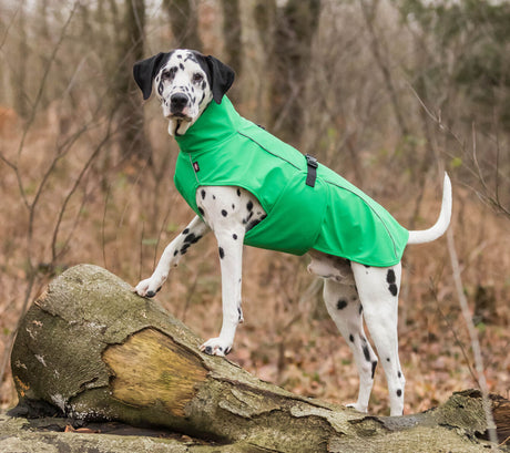 Dalmatiner mit grünem Hundemantel steht auf Baumstamm im Wald.