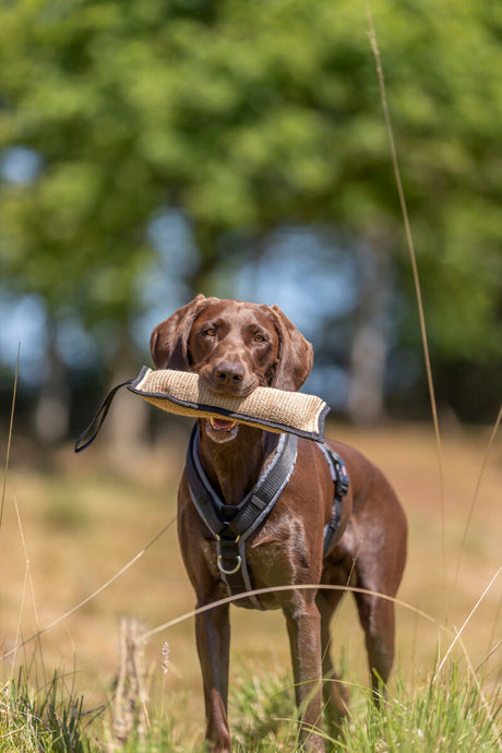 Ein brauner Hund trägt ein Spielzeug im Maul und steht auf einer Wiese.