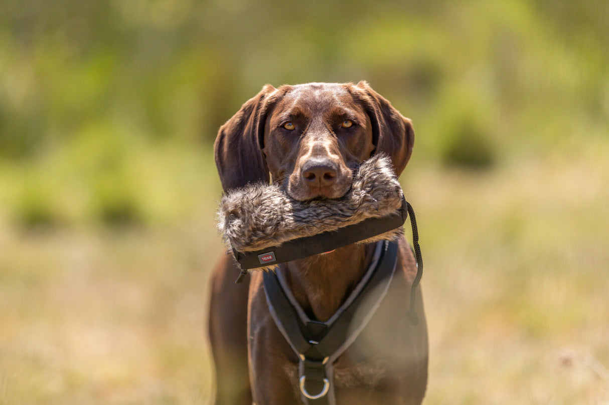 Hund mit braunem Fell trägt pelziges Spielzeug im Maul auf einer Wiese.