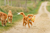 Hundespielzeug Affe aus Plüsch, geräuschlos, 27 cm