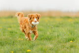 Hundespielzeug Light & Strong Rugby aus EPS