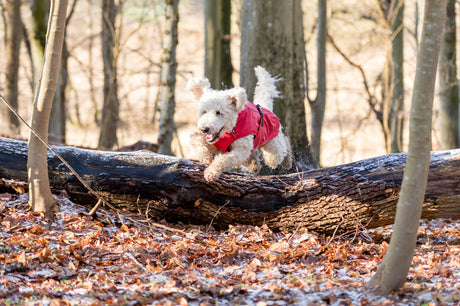 Ein kleiner Hund mit rotem Mantel springt über einen Baumstamm im Wald.