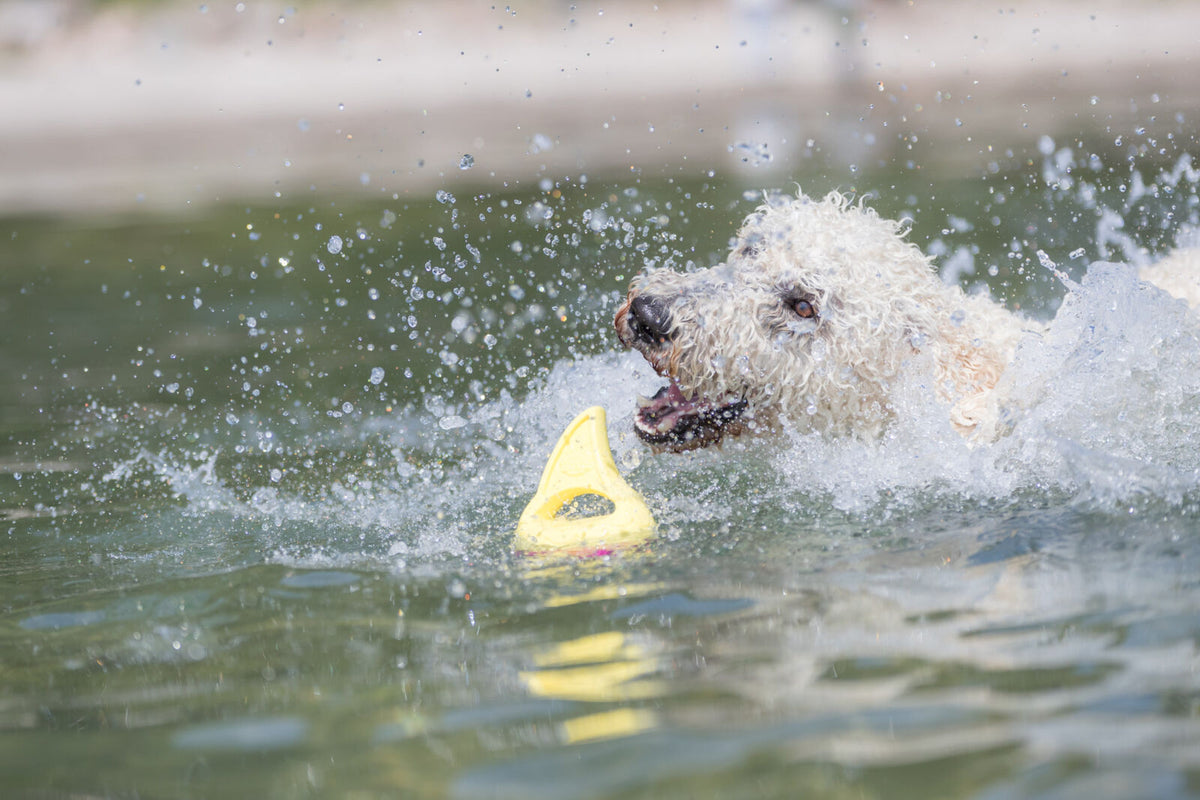 Ein Hund mit weißem, lockigem Fell spielt im Wasser mit einem gelben Spielzeug.