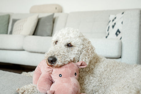 Ein weißer, lockiger Hund ruht auf einem pinken Plüschtier auf einer grauen Couch.