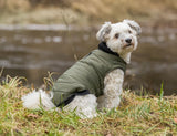Kleiner Hund mit grünem Mantel sitzt im Gras am Flussufer.