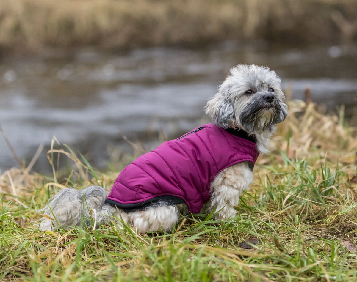 Kleiner Hund in pinker Jacke sitzt auf Gras neben einem Fluss.