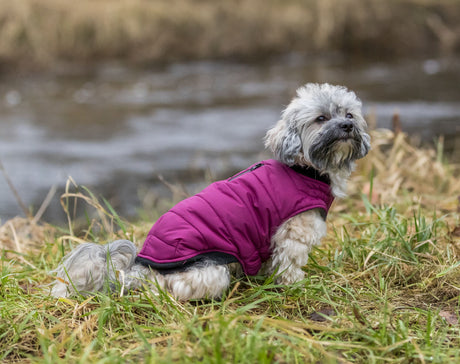 Kleiner Hund in pinker Jacke sitzt auf Gras neben einem Fluss.