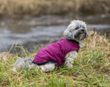 Kleiner Hund in pinker Jacke sitzt auf Gras neben einem Fluss.