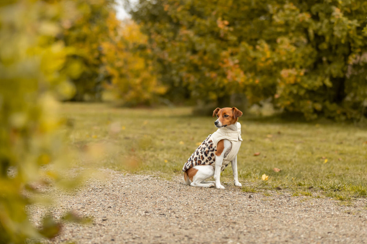 Hundewintermantel mit Klettverschlüssen und Bauchlatz in Leo-Optik