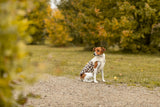 Hundewintermantel mit Klettverschlüssen und Bauchlatz in Leo-Optik