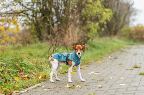 Kleiner Hund in blauem Regenmantel steht auf einem gepflasterten Weg neben Bäumen.