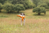 Hund mit orangefarbenem Spielzeug im Maul steht auf einer Wiese an der Leine.