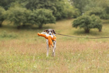Hund mit orangefarbenem Spielzeug im Maul steht auf einer Wiese an der Leine.