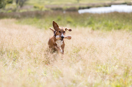 Hund mit braunem Fell läuft durch hohes Gras und trägt ein Spielzeug im Maul.