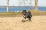 Hundespielzeug Light & Strong Ball aus EPS mit Tau