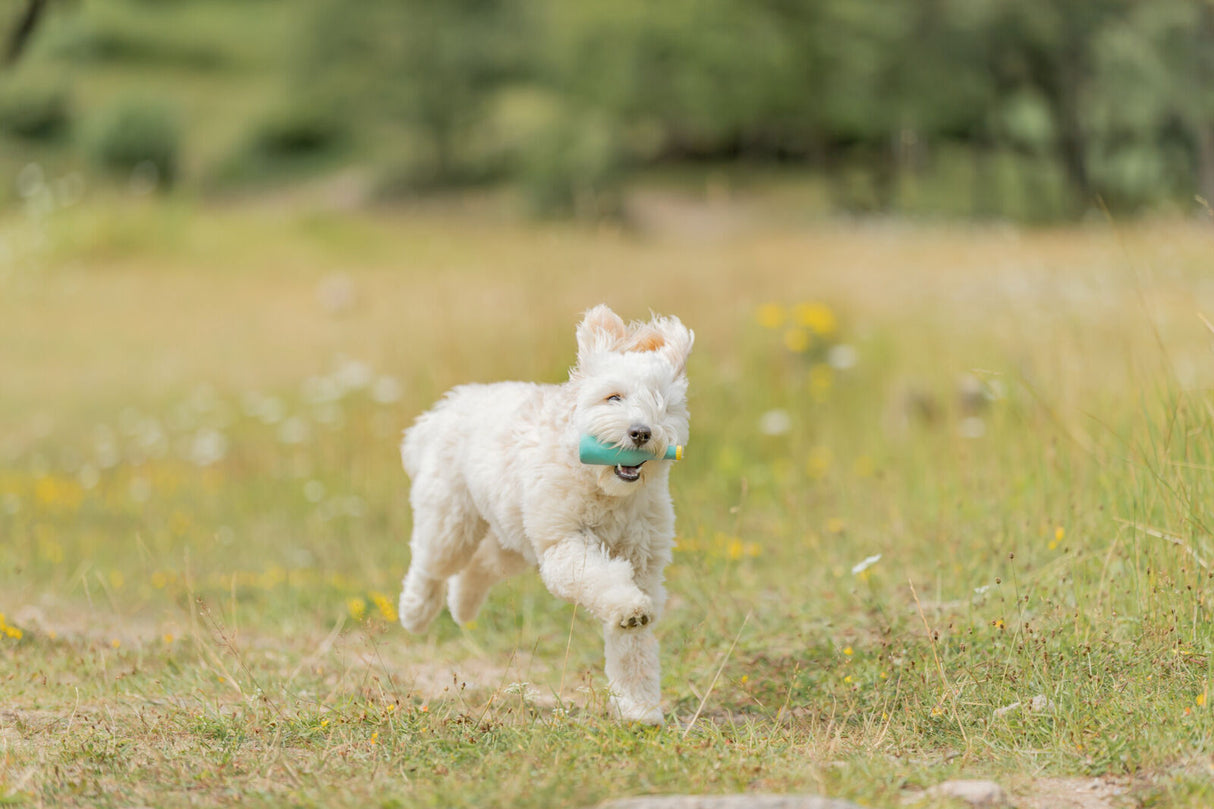 Hundespielzeug Bierflasche aus Latex mit Quietscher