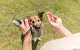 Person hält in einer Hand Leckerlis und in der anderen einen rotbraunen Klicker über einem Hund.