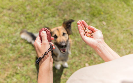 Person hält in einer Hand Leckerlis und in der anderen einen rotbraunen Klicker über einem Hund.