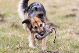 Hund mit schwarzer und brauner Fellfärbung spielt mit einem Spielzeug auf einer Wiese.