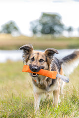 Hund trägt ein oranges Spielzeug im Maul und steht auf einer Wiese vor verschwommener Landschaft.