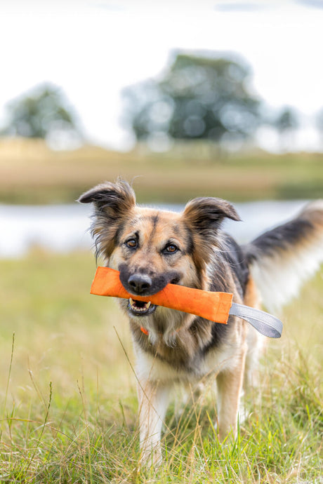 Hund trägt ein oranges Spielzeug im Maul und steht auf einer Wiese vor verschwommener Landschaft.