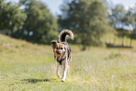 Hund mit schwarzem Geschirr trägt einen orangen Ball auf einer Wiese vor unscharfem grünen Hintergrund.