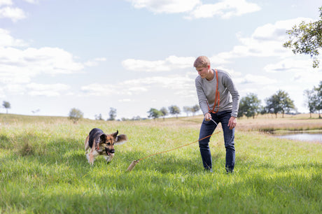 Mensch spielt mit einem Hund mit einer Leine auf einer grünen Wiese bei sonnigem Wetter.