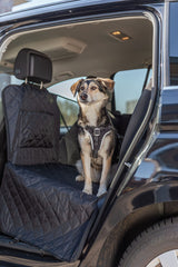 Hund sitzt mit einem Geschirr auf der Rückbank eines Autos mit offener Tür.