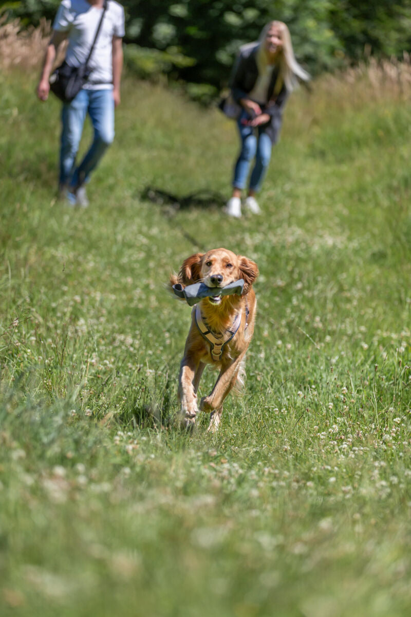 Ein Hund rennt mit einem Spielzeug im Maul über eine grüne Wiese.