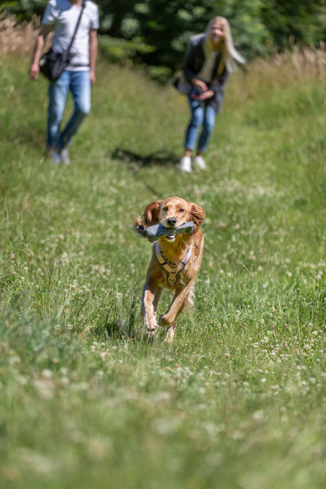 Ein Hund rennt mit einem Spielzeug im Maul über eine grüne Wiese.