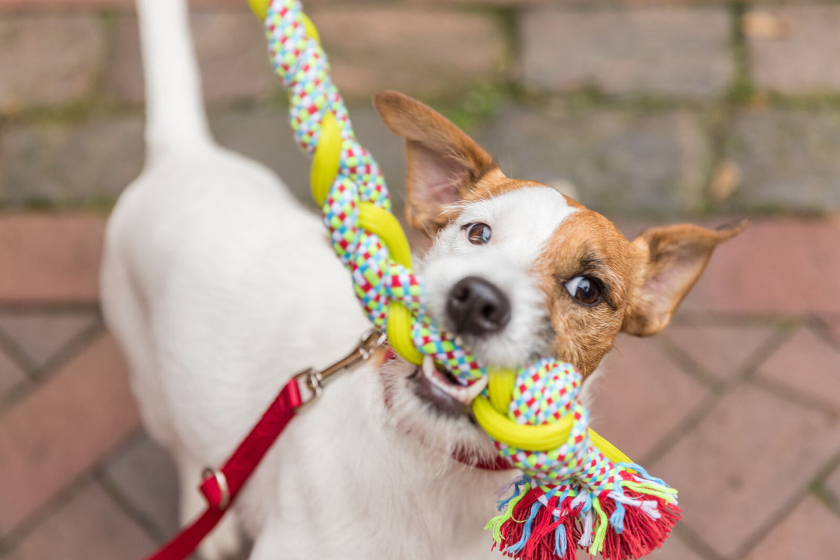 Hund hält buntes Spielzeugseil im Maul auf gepflastertem Weg.