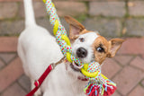 Hund hält buntes Spielzeugseil im Maul auf gepflastertem Weg.