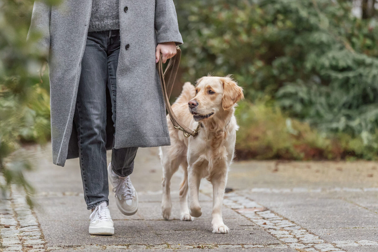 Person führt einen hellbraunen Hund an der Leine auf einem Gehweg entlang.