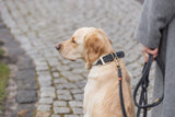 Ein Hund mit braunem Fell trägt eine Leine und sitzt auf einem gepflasterten Weg.