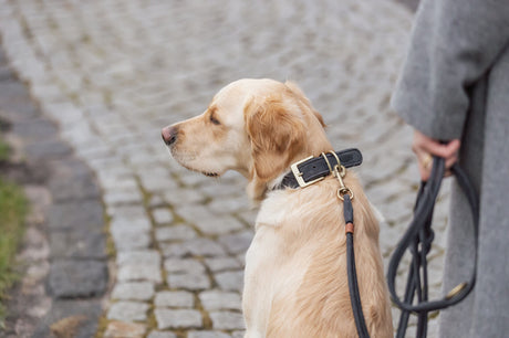Ein Hund mit braunem Fell trägt eine Leine und sitzt auf einem gepflasterten Weg.