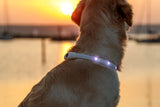 Hund trägt leuchtendes Halsband vor Sonnenuntergang am Wasser.