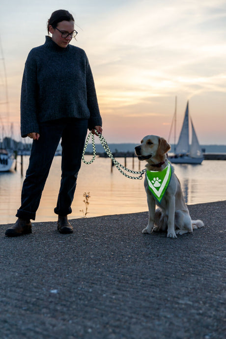 Person mit Hund an Leine steht vor Sonnenuntergang an einem Hafen mit Segelbooten.