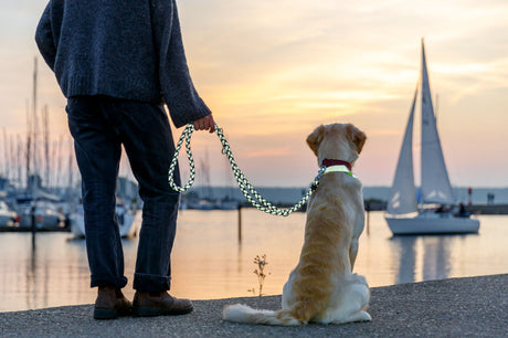 Person hält Hund an Leine am Wasser bei Sonnenuntergang, Segelboote im Hintergrund.