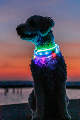 Hund mit leuchtendem Halsband sitzt vor Sonnenuntergang.