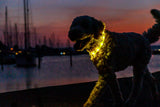 Hund mit leuchtendem Halsband läuft bei Sonnenuntergang am Wasser entlang.