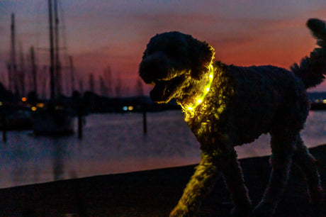Hund mit leuchtendem Halsband läuft bei Sonnenuntergang am Wasser entlang.