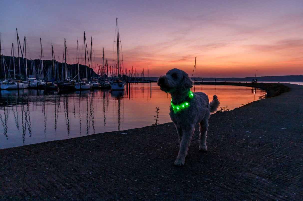 Ein Hund mit leuchtendem Halsband läuft bei Sonnenuntergang an einem Hafen entlang.