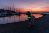 Ein Hund mit leuchtendem Halsband läuft bei Sonnenuntergang an einem Hafen entlang.
