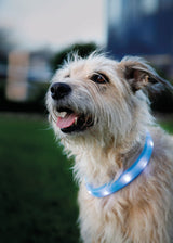 Ein Hund mit hellem Fell trägt ein leuchtendes Halsband im Freien.