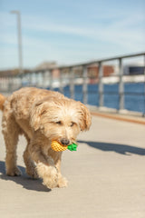 Ein Hund mit hellem Fell trägt ein Ananas-förmiges Spielzeug auf einem Gehweg.