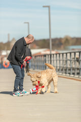 Ein Mann spielt mit einem Hund, der ein rotes Spielzeug auf einer Brücke im Freien trägt.