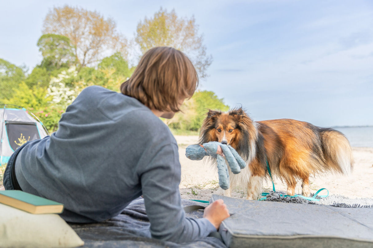 Ein Hund mit langem Fell steht am Strand, hält ein Spielzeug und schaut zu einer Person.