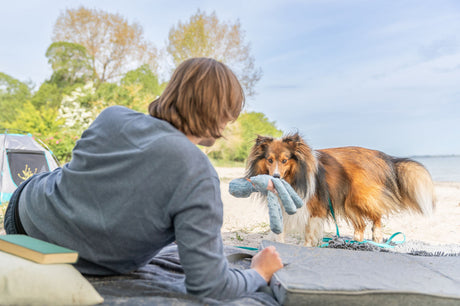 Ein Hund mit langem Fell steht am Strand, hält ein Spielzeug und schaut zu einer Person.