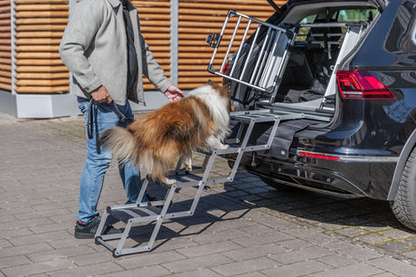Hund geht eine faltbare Hunderampe zum Auto hinauf.