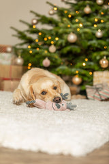 Ein Hund liegt auf einem Teppich und hält ein Plüschtier vor einem Weihnachtsbaum im Maul.